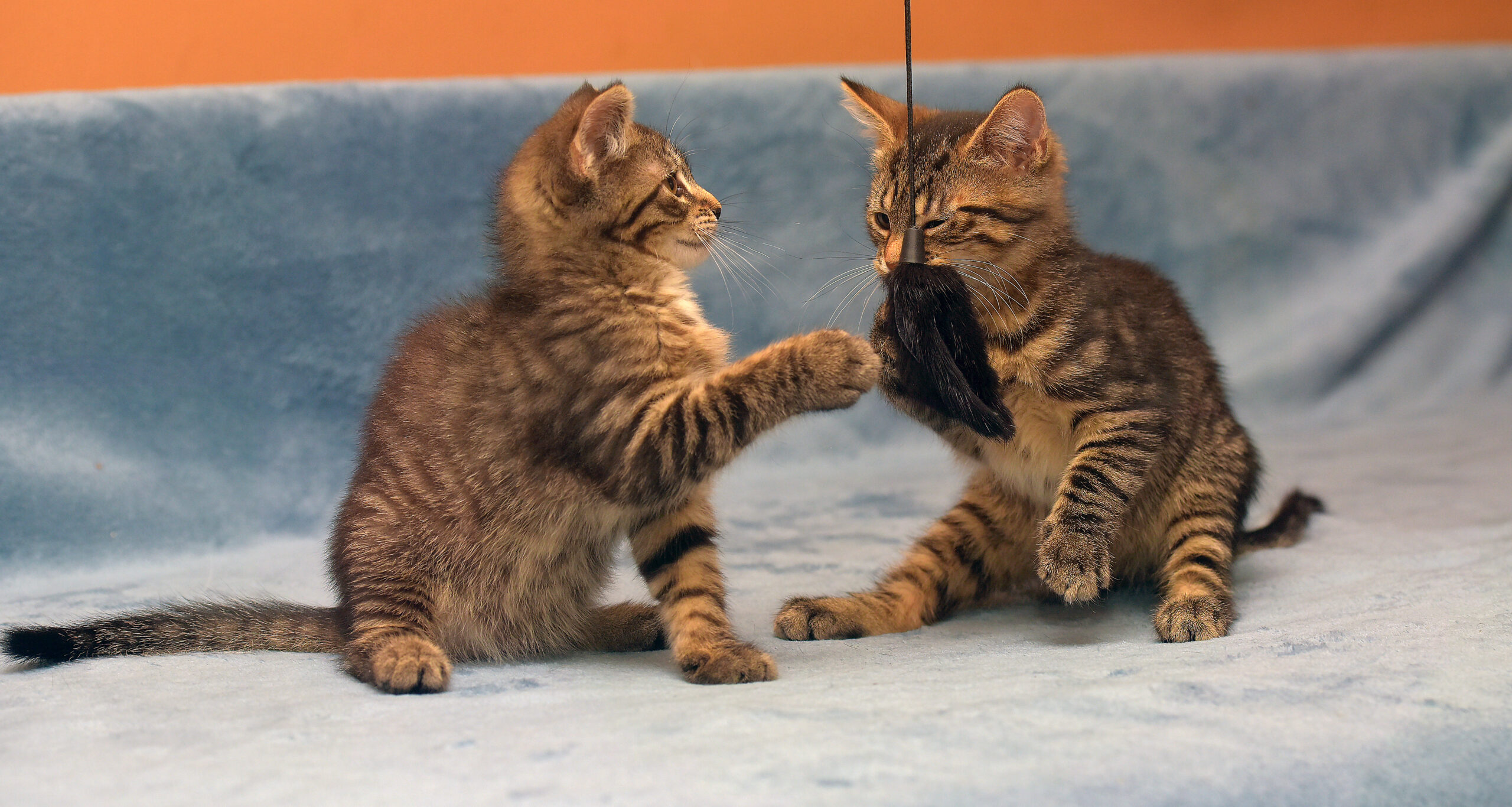 Two playful kittens engaging with a toy on a cozy blue couch, showcasing their adorable antics and lively spirit.