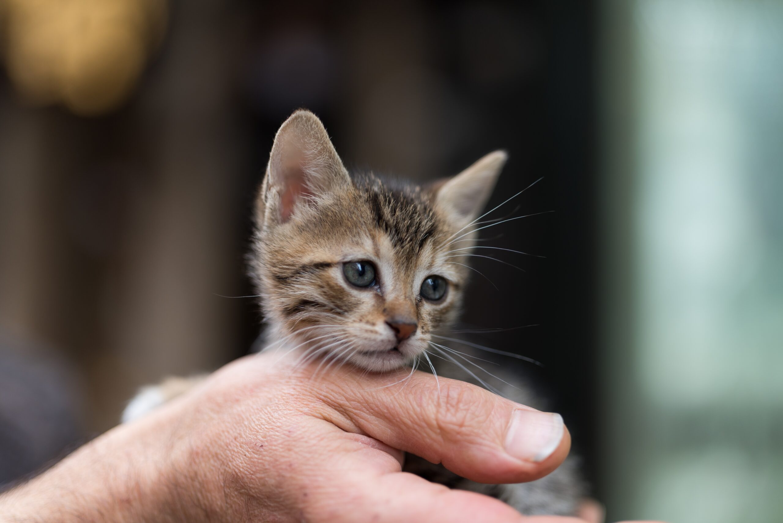 A person gently holds a cat's head while affectionately petting it, showcasing a moment of tenderness and connection.