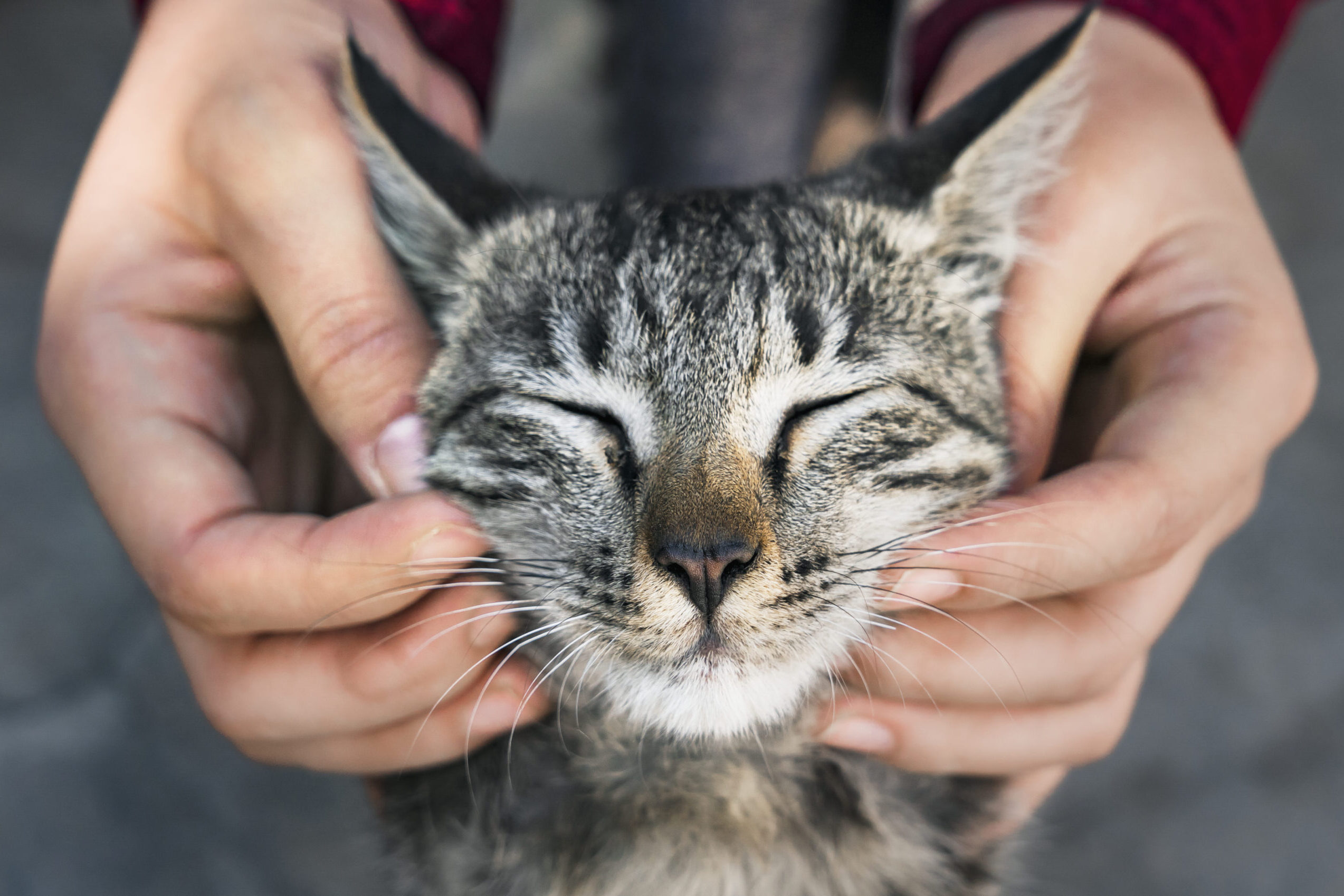A person gently holds a cat's head while affectionately petting it, showcasing a moment of tenderness and connection.