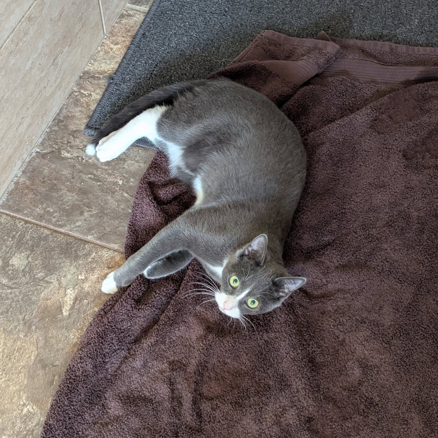 A gray cat resting comfortably on a soft brown blanket