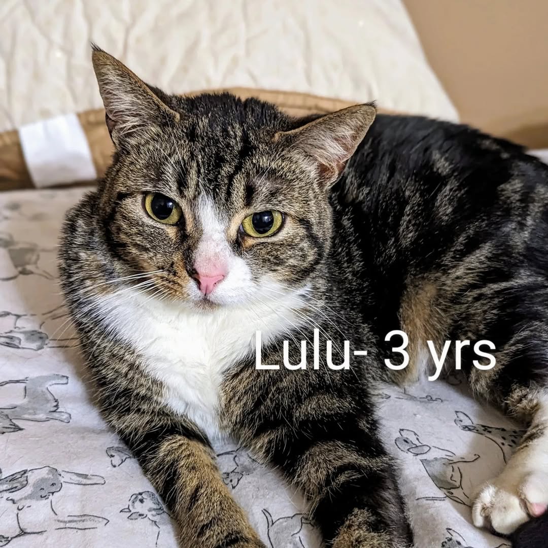 A domestic short hair cat named Lulu, 3 years old, with a shiny coat and curious expression, resting comfortably